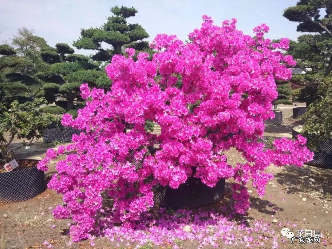 日本黄金枫有几个品种 日本红枫 风水