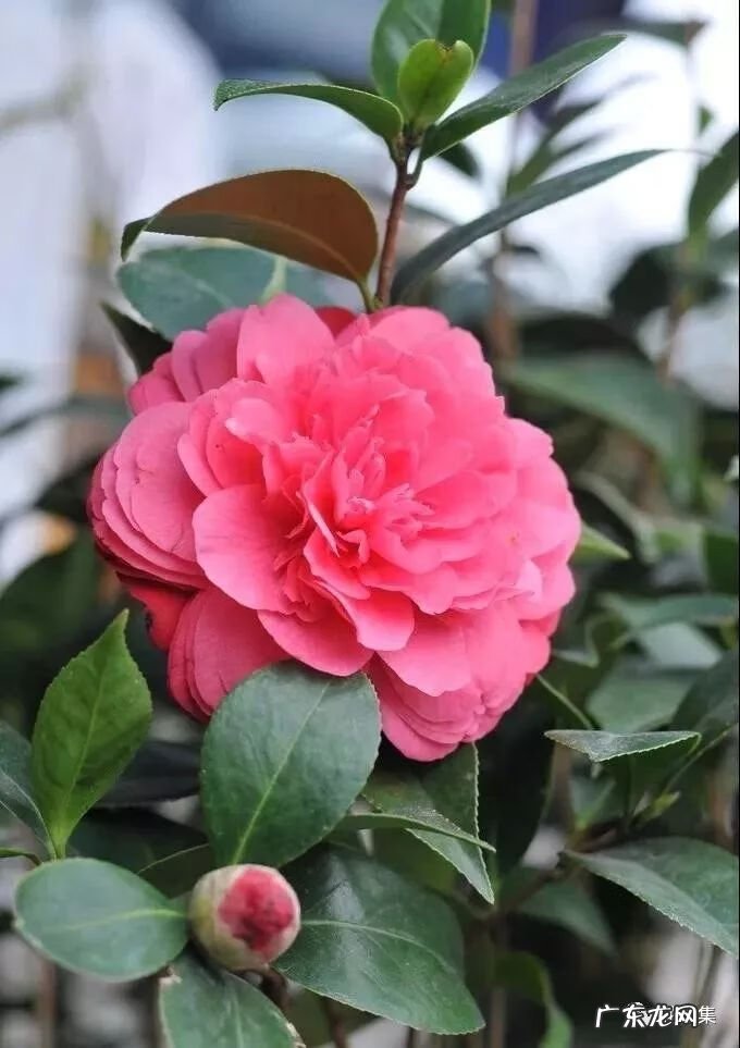 日本黄金枫有几个品种 日本红枫 风水