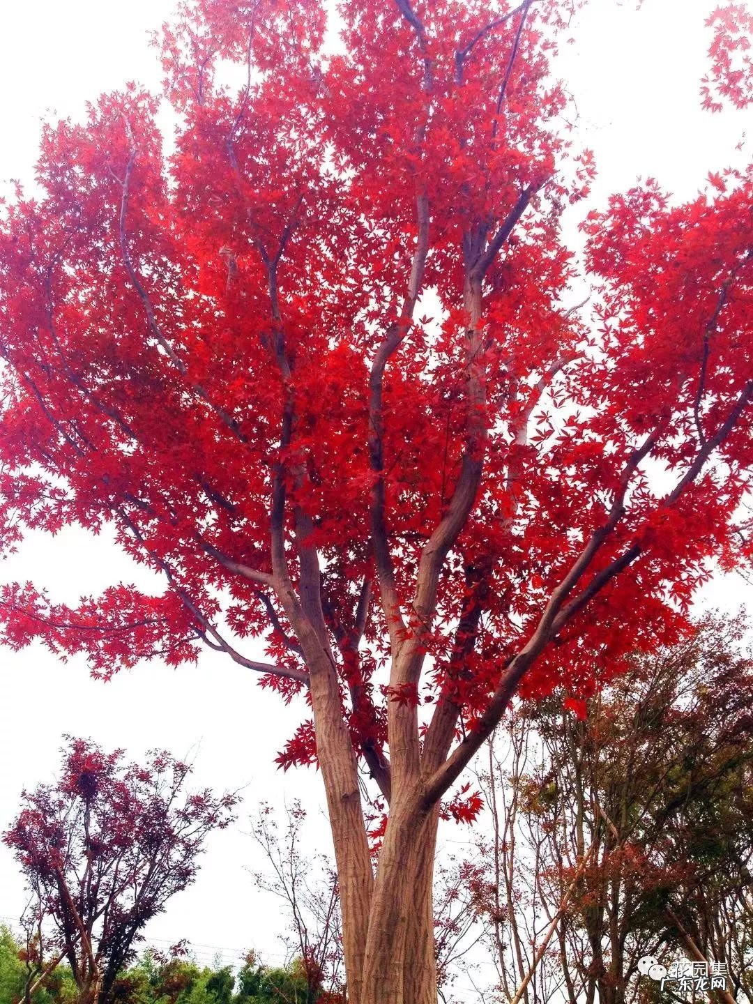 日本黄金枫有几个品种 日本红枫 风水