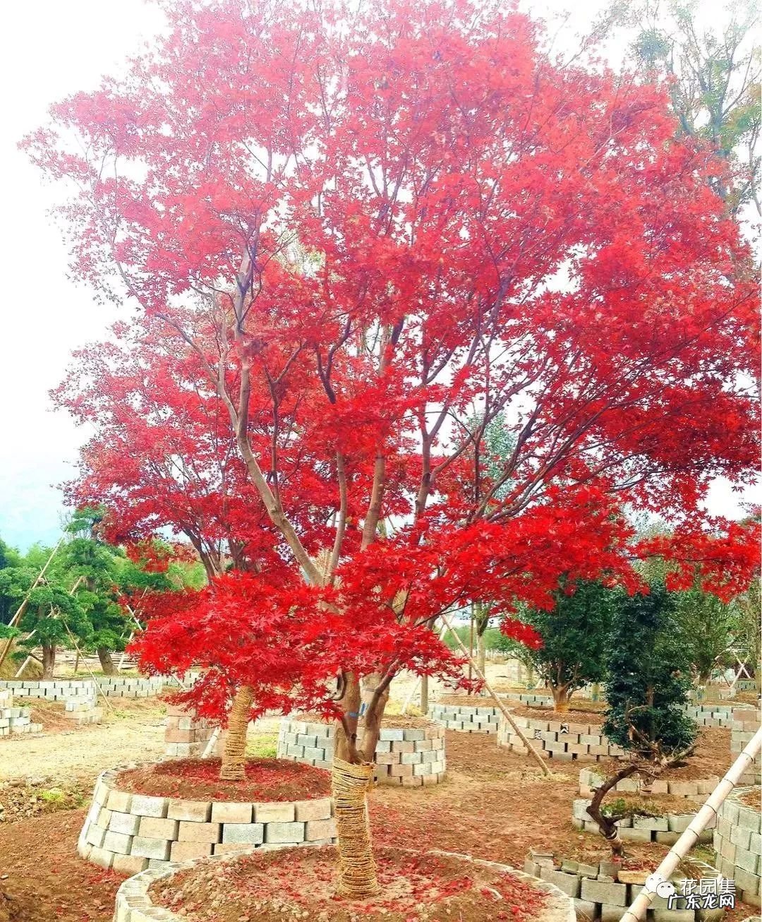 日本黄金枫有几个品种 日本红枫 风水