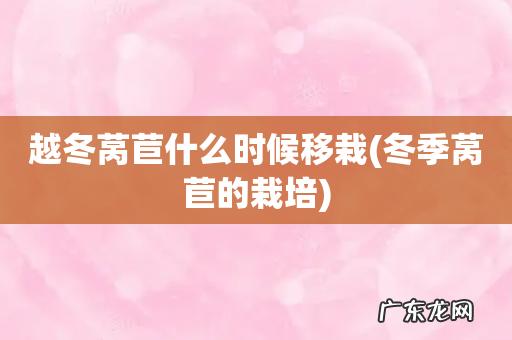 冬季莴苣的栽培 越冬莴苣什么时候移栽