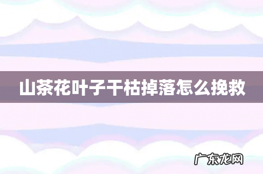 山茶花叶子干枯掉落怎么挽救