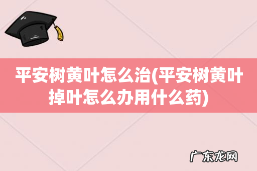 平安树黄叶掉叶怎么办用什么药 平安树黄叶怎么治