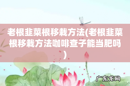 老根韭菜根移栽方法咖啡查子能当肥吗 老根韭菜根移栽方法