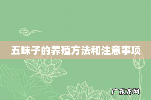 五味子的养殖方法和注意事项