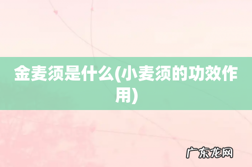 小麦须的功效作用 金麦须是什么