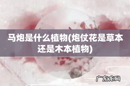 炮仗花是草本还是木本植物 马炮是什么植物