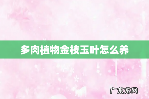 多肉植物金枝玉叶怎么养