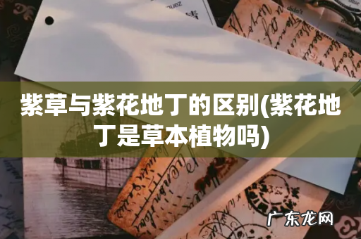 紫花地丁是草本植物吗 紫草与紫花地丁的区别