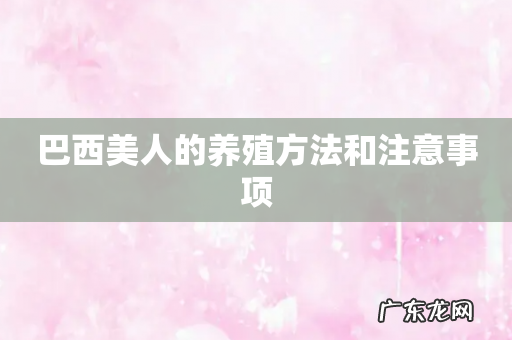 巴西美人的养殖方法和注意事项