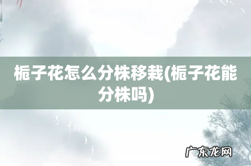 栀子花能分株吗 栀子花怎么分株移栽