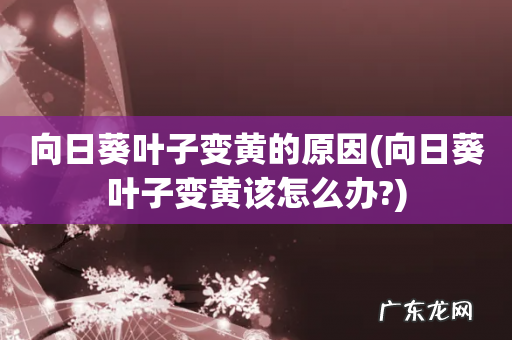向日葵叶子变黄该怎么办? 向日葵叶子变黄的原因