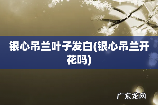 银心吊兰开花吗 银心吊兰叶子发白