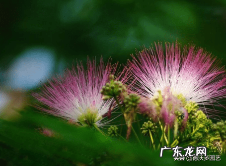 合欢花什么意思 合欢花是什么?