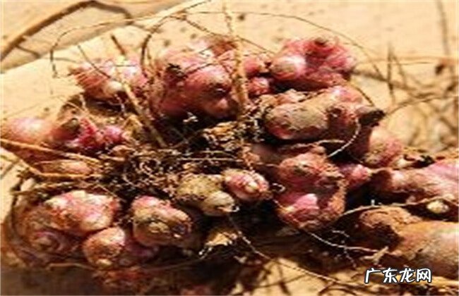 人参果为什么长得像娃娃 地参果是什么