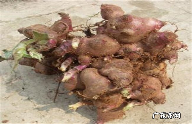 人参果为什么长得像娃娃 地参果是什么