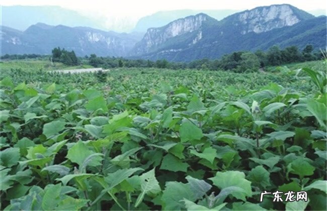 人参果为什么长得像娃娃 地参果是什么