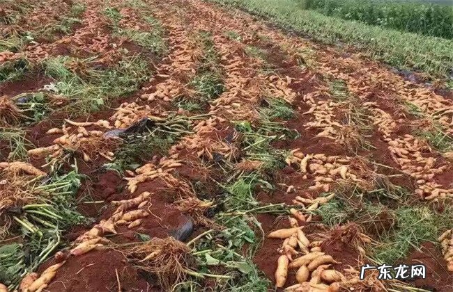 人参果为什么长得像娃娃 地参果是什么