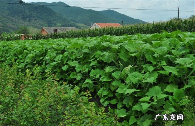 人参果为什么长得像娃娃 地参果是什么