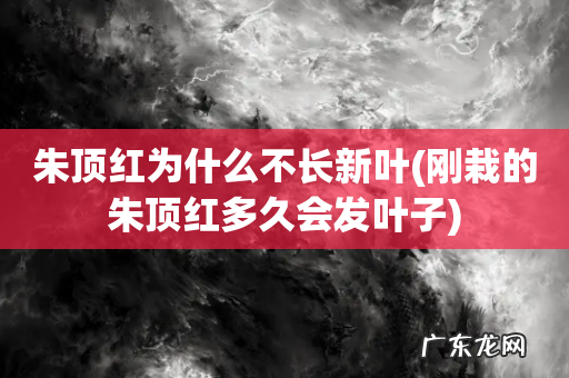 刚栽的朱顶红多久会发叶子 朱顶红为什么不长新叶