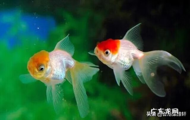 风水家里鱼缸放哪里好 鱼缸放在什么地方风水好