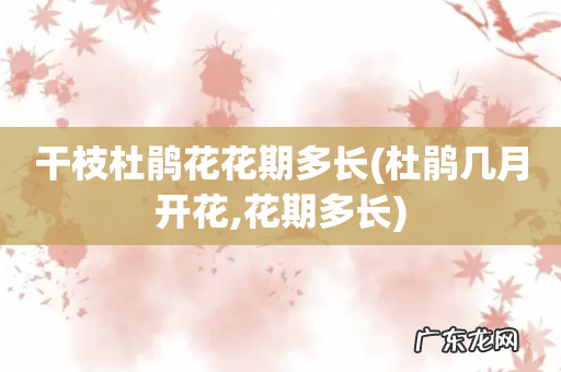 杜鹃几月开花,花期多长 干枝杜鹃花花期多长