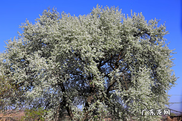 小蛤蟆进屋风水说法 梦到蛤蟆进屋风水说法