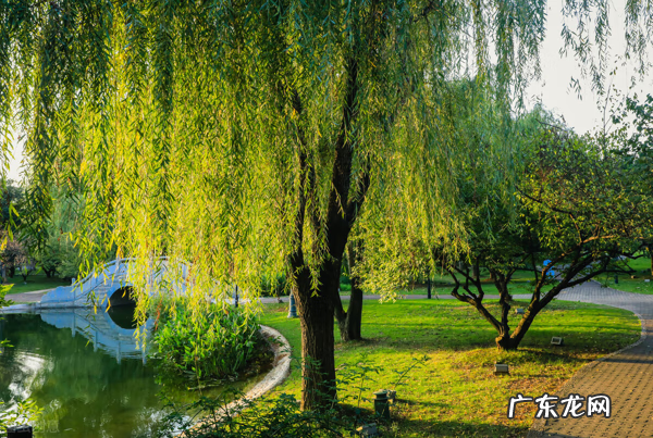 小蛤蟆进屋风水说法 梦到蛤蟆进屋风水说法