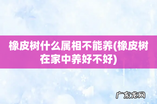 橡皮树在家中养好不好 橡皮树什么属相不能养