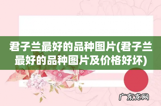 君子兰最好的品种图片及价格好坏 君子兰最好的品种图片