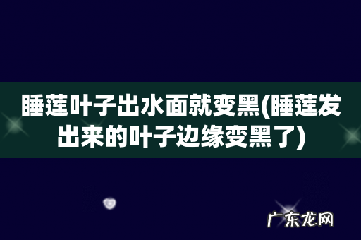 睡莲发出来的叶子边缘变黑了 睡莲叶子出水面就变黑