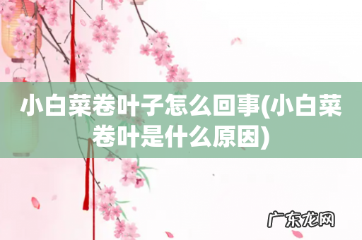 小白菜卷叶是什么原因 小白菜卷叶子怎么回事