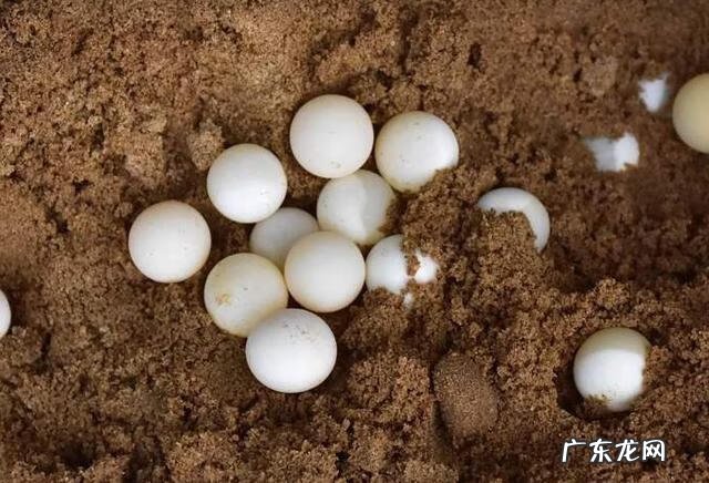 甲鱼蛋什么人不适合食用 甲鱼蛋什么样子