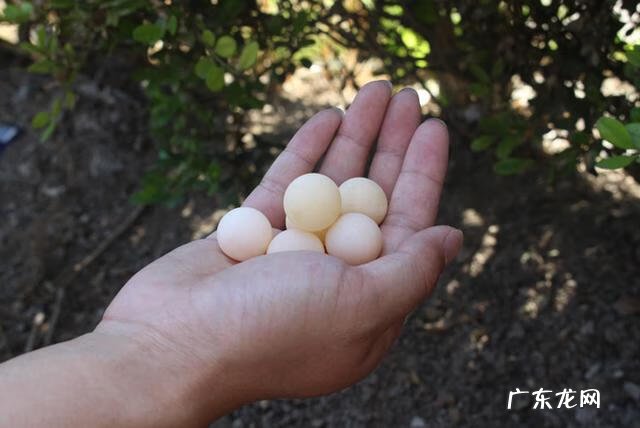 甲鱼蛋什么人不适合食用 甲鱼蛋什么样子