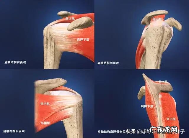 左肩胛骨疼痛是什么原因 左肩膀疼痛是什么原因引起的