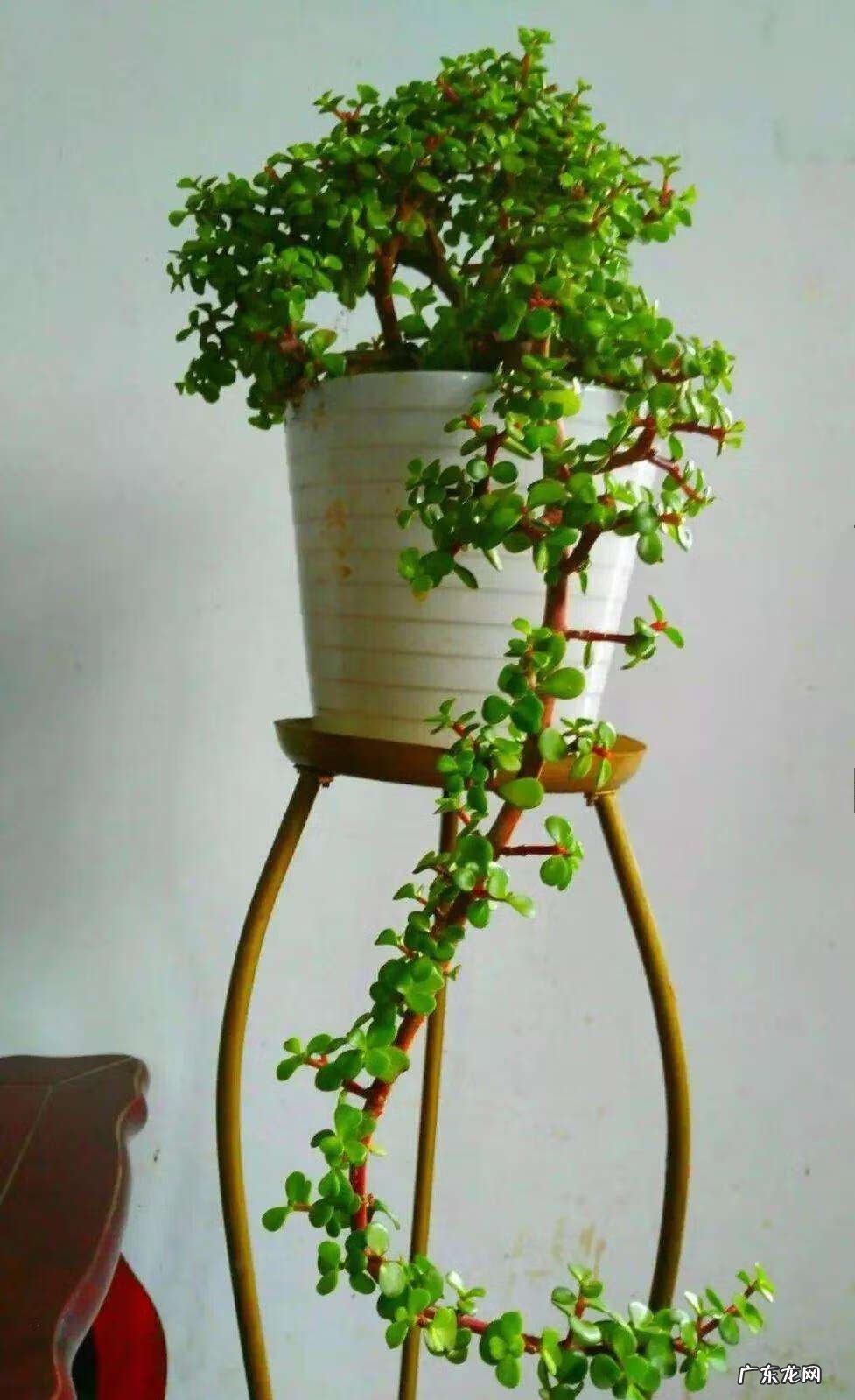 备孕家里养什么花好 家庭养什么花风水最好