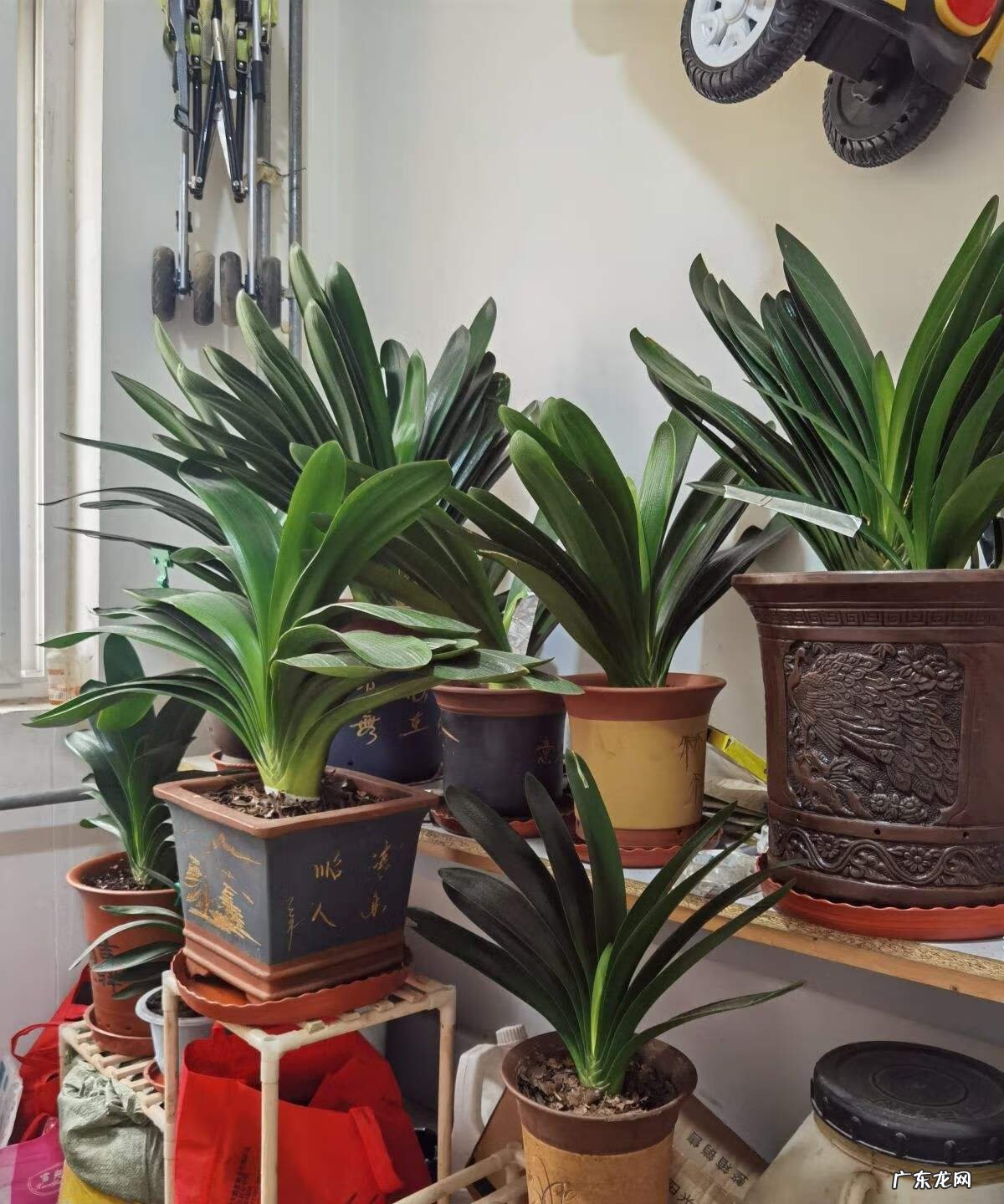 备孕家里养什么花好 家庭养什么花风水最好