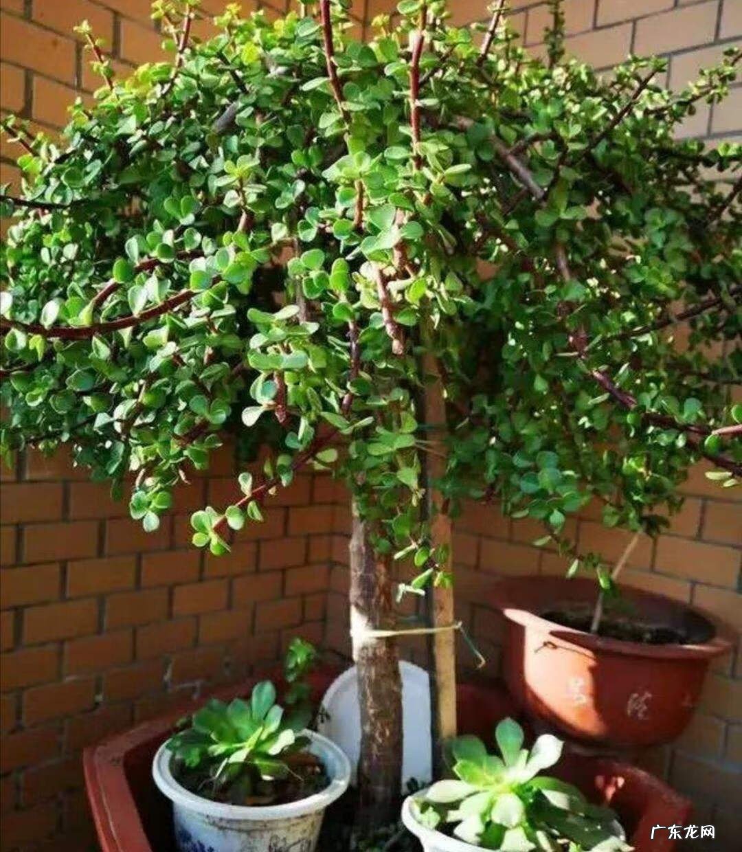 备孕家里养什么花好 家庭养什么花风水最好