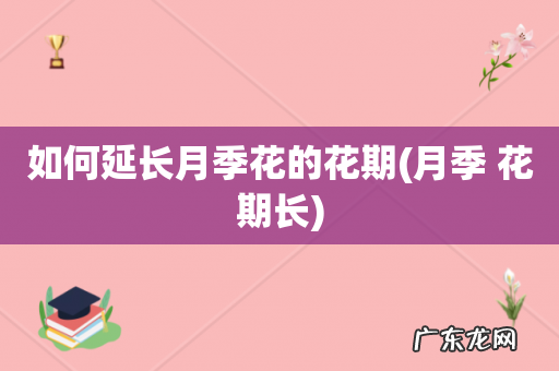 月季 花期长 如何延长月季花的花期