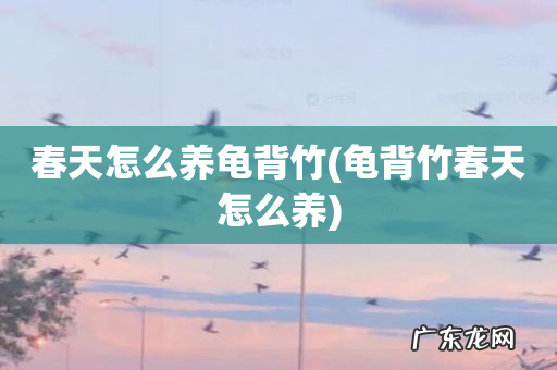 龟背竹春天怎么养 春天怎么养龟背竹