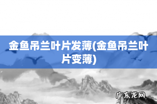金鱼吊兰叶片变薄 金鱼吊兰叶片发薄
