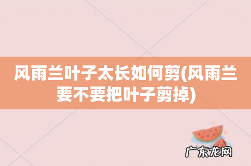 风雨兰要不要把叶子剪掉 风雨兰叶子太长如何剪