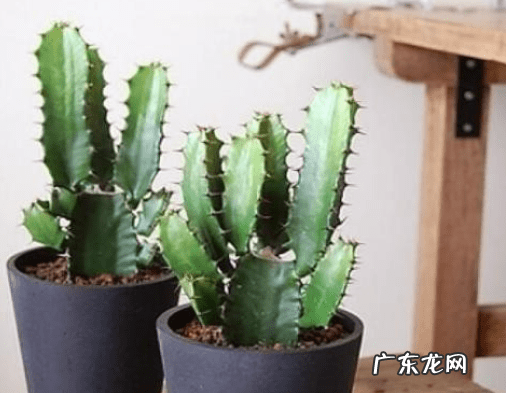 门口放花的风水好不好 影响风水的花