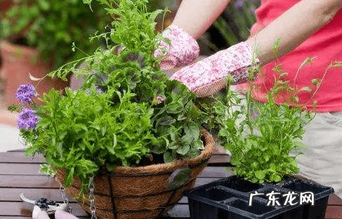 门口放花的风水好不好 影响风水的花