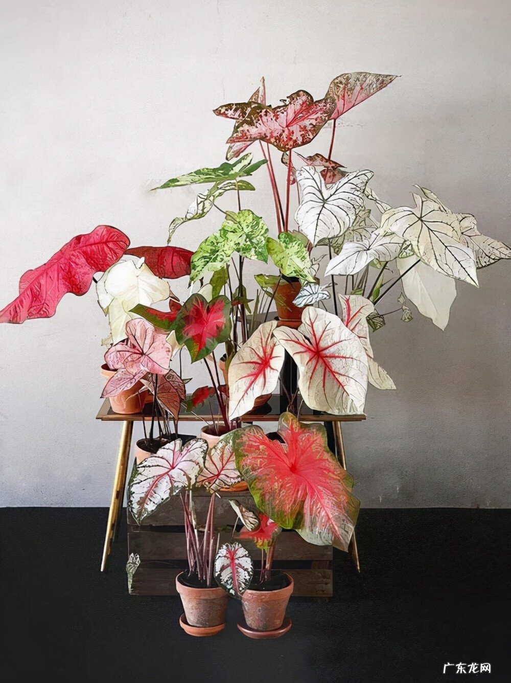 适合室内风水养的绿植 室内大型风水绿植