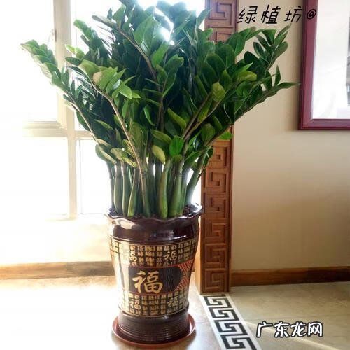 适合室内风水养的绿植 室内大型风水绿植