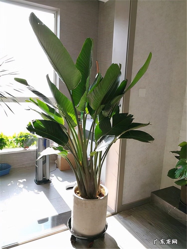 适合室内风水养的绿植 室内大型风水绿植