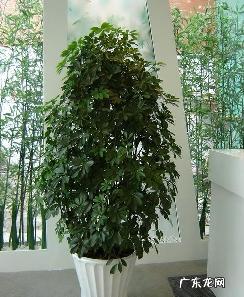 适合室内风水养的绿植 室内大型风水绿植