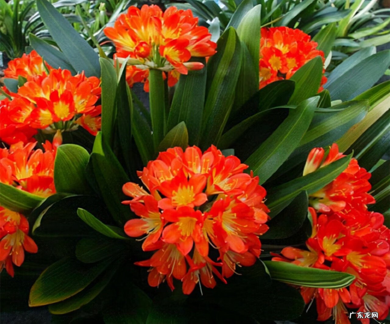 适合室内风水养的绿植 室内大型风水绿植