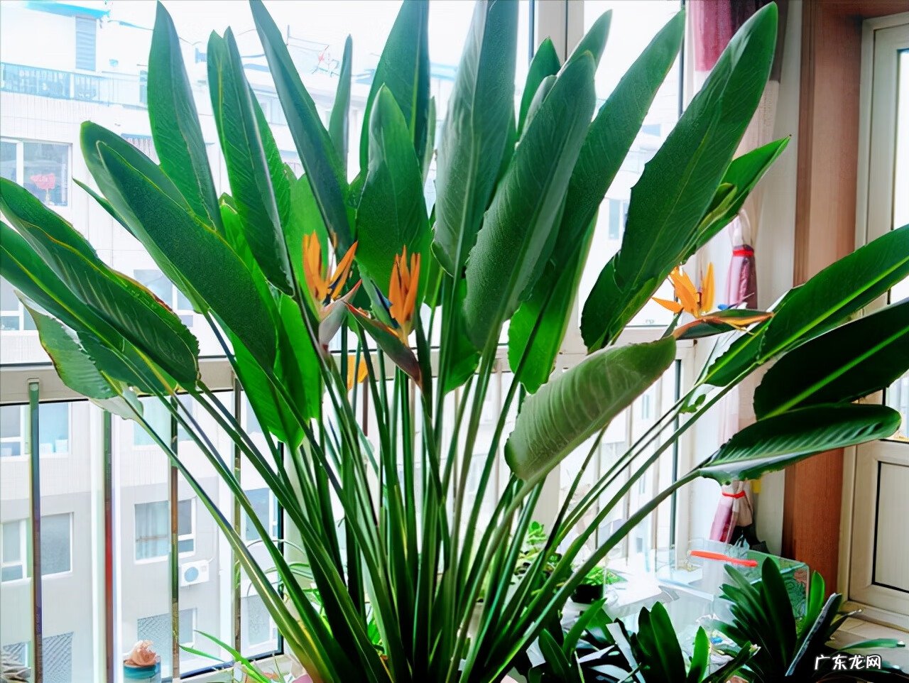 适合室内风水养的绿植 室内大型风水绿植